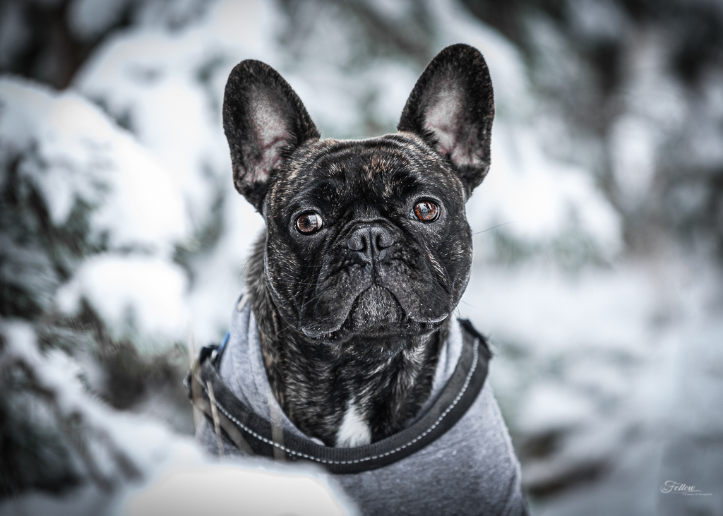 Französische Bulldogge im Schnee