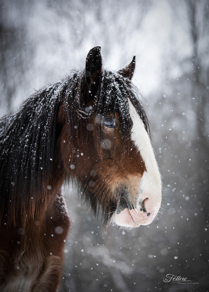 Shire-Horse im Schnee